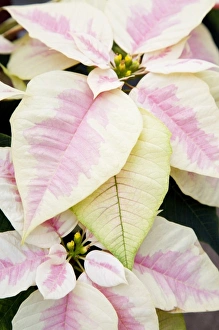 USA, Washington, Woodinville, Molbaks Nursery, Poinsettia Festival