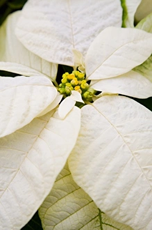 USA, Washington, Woodinville, Molbaks Nursery, Poinsettia Festival