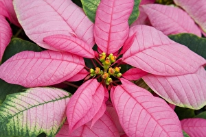 USA, Washington, Woodinville, Molbaks Nursery, Poinsettia Festival