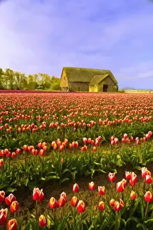 Images Dated 26th April 2009: USA, Washington. World famous Skagit Valley tulips in bloom