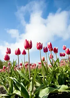 Mt Vernon Prints: USA, Washington. World famous Skagit Valley tulips in bloom