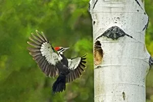 Images Dated 16th June 2005: USA, Washington, Yakima. Male pleated woodpecker landing at cavity nest with chicks in nest