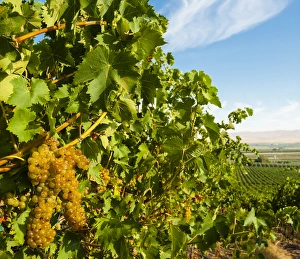 Images Dated 21st August 2014: USA, Washington, Yakima Valley. Hahn Hill Vineyard, near Sunnyside is a popular source
