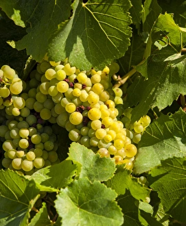 Yakima Valley Prints: USA, Washington, Yakima Valley. Marsanne grapes in Boushey Vineyard