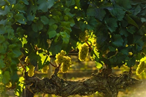 Images Dated 5th September 2014: USA, Washington, Yakima Valley. Harvest in the French Creek vineyard