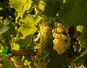 Images Dated 21st August 2014: USA, Washington, Yakima Valley. Boushey Vineyard. Sauvignon Blanc grapes