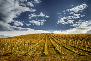 USA, Washington, Yakima Valley. New planting at Owen Roe vineyard and winery in Yakima