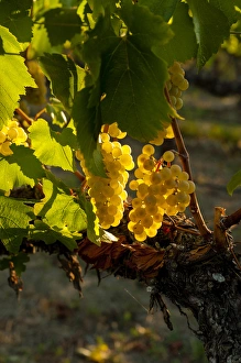 Pick Prints: USA, Washington, Yakima Valley. Harvest in the French Creek vineyard