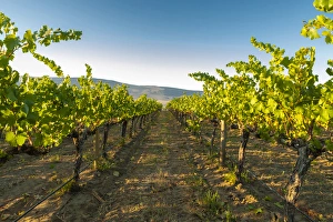 USA, Washington, Yakima Valley. Harvest in the French Creek vineyard