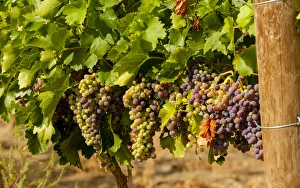 Grow Prints: USA, Washington, Yakima Valley. Wine grapes in veraison in Boushey Vineyard