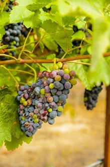 Grow Prints: USA, Washington, Yakima Valley. Syrah grapes in Boushey Vineyard