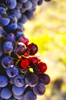 Harvest Prints: USA, Washington, Yakima Valley. Crush at Teft Cellars in the Rattlesnake Hills AVA