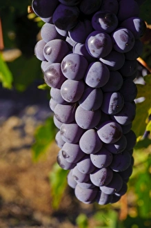 Images Dated 4th November 2010: USA, Washington, Yakima Valley. Crush at Teft Cellars in the Rattlesnake Hills AVA