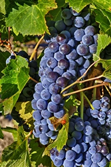 Images Dated 4th November 2010: USA, Washington, Yakima Valley. Crush at Teft Cellars in the Rattlesnake Hills AVA