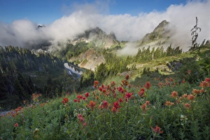 Images Dated 7th August 2014: USA. Washinton State, Mt. Rainier National Park