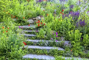 Images Dated 5th June 2015: USA, Wayne, Pennsylvania. Summer flowers in Chanticleer Garden