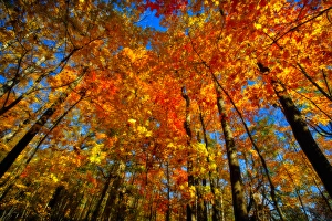 Rona Schwarz Prints: USA, West Lafayette, Indiana. Trees at the Celery Bog in autumn