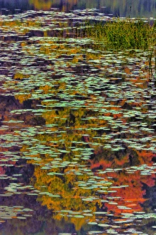 Images Dated 9th October 2015: USA, West Virginia, Babcock State Park. Lily pads and autumn reflections. Credit as