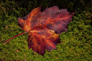 West Virginia Prints: USA, West Virginia, Blackwater Falls State Park. Close-up of maple leaf. Credit as