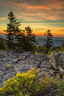 USA, West Virginia, Blackwater Falls State Park. Tree and landscape at sunset. Credit as