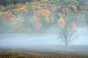 West Virginia Prints: USA, West Virginia, Canaan Valley State Park. Lone bare tree and forest in fog. Credit as