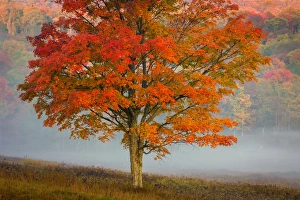 West Virginia Prints: USA, West Virginia, Canaan Valley State Park. Lone tree and forest in fog. Credit as