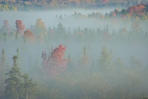 West Virginia Prints: USA, West Virginia, Canaan Valley State Park