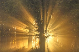 West Virginia Prints: USA, West Virginia, Canaan Valley State Park. Sunburst through tree in forest. Credit as