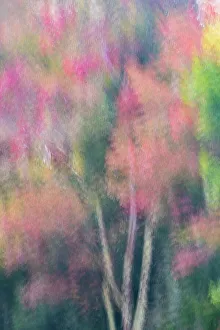 New Images March 2024 Prints: USA, West Virginia, Canaan Valley State Park