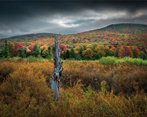 New Images March 2024 Prints: USA, West Virginia, Canaan Valley State Park. Forest and hills in autumn