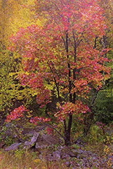 New Images March 2024 Prints: USA, West Virginia, Canaan Valley State Park. Trees in autumn foliage