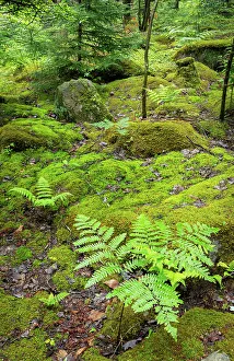 USA, West Virginia, Canaan Valley State Park. Mossy rocks and ferns in forest