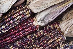 Images Dated 12th October 2009: USA, West Virginia, Charleston. Capitol Market, Indian corn, autumn