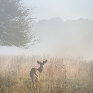 USA, West Virginia, Davis. Deer in foggy field