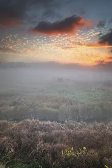 USA, West Virginia, Davis. Fog over stream in valley at sunrise