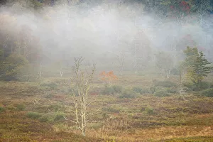 USA, West Virginia, Davis. Foggy forest in fall colors