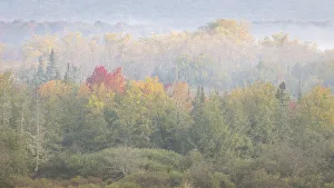 USA, West Virginia, Davis. Foggy forest in fall colors