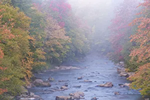 Images Dated 2022: USA, West Virginia, Davis. Foggy stream in Blackwater State Park
