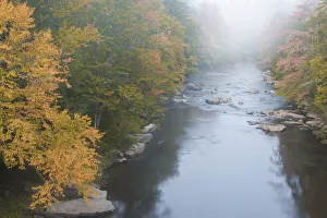 West Virginia Prints: USA, West Virginia, Davis. Foggy stream in Blackwater State Park