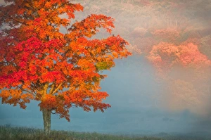West Virginia Prints: USA, West Virginia, Davis. Mist and forest in autumn color