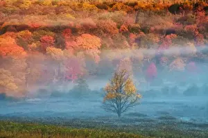 Images Dated 10th October 2008: USA, West Virginia, Davis. Mist and forest in autumn color. Credit as: Jay O Brien