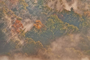 West Virginia Prints: USA, West Virginia, Davis. Sun rays in misty autumn forest