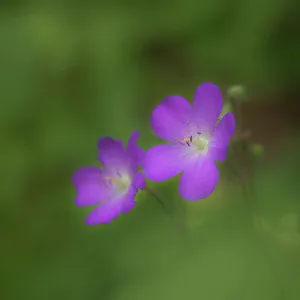 New Images March 2024 Prints: USA, West Virginia, New River Gorge National Park. Close-up of geranium flower
