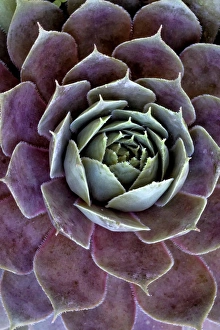 Images Dated 15th August 2015: USA, Wilmington, Delaware. Close-up of hen and chick plant