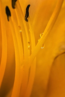 Images Dated 15th August 2015: USA, Wilmington, Delaware. Inside of day lily plant