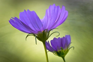 Images Dated 14th August 2015: USA, Wilmington, Delaware, Winthure Gardens. Close-up of cosmos flowers. Credit as