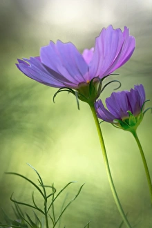 Images Dated 14th August 2015: USA, Wilmington, Delaware, Winthure Gardens. Close-up of cosmos flowers. Credit as