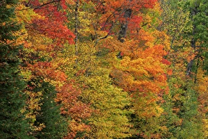 Wisconsin Prints: USA, Wisconsin, Chequamegon-Nicolet National Forest