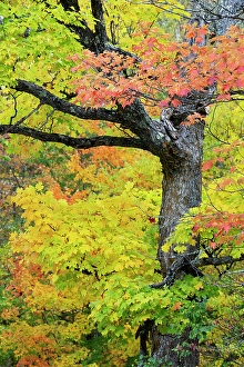 Wisconsin Prints: USA, Wisconsin, Chequamegon-Nicolet National Forest