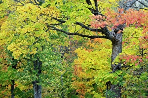Wisconsin Prints: USA, Wisconsin, Chequamegon-Nicolet National Forest